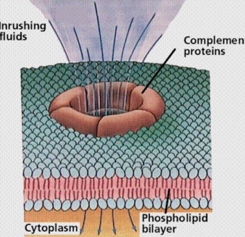 Jules Bordet y "Alexina"