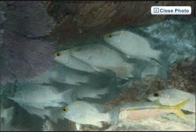 The First Underwater Colour Photo