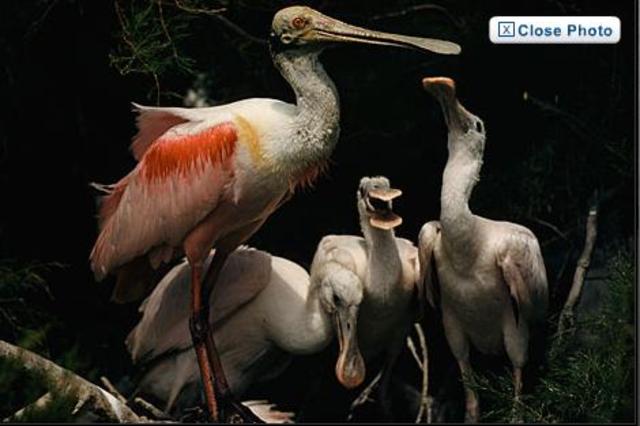 The First All Colour