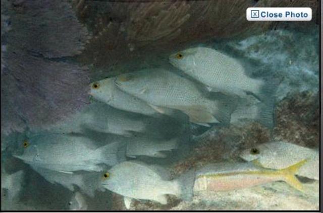 First Underwater Color Photo