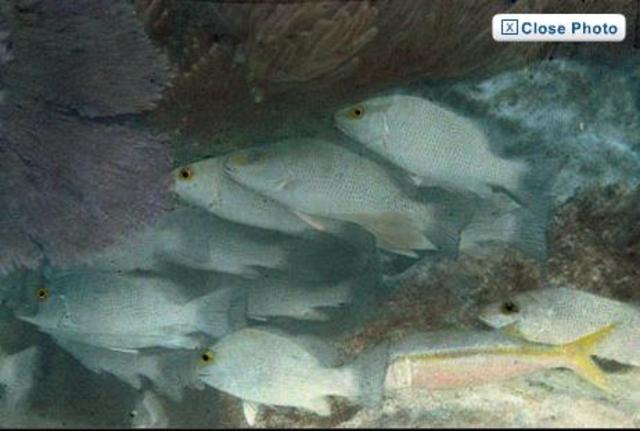 First colour underwater photo