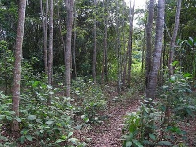 Tombamento da Mata da Baleia