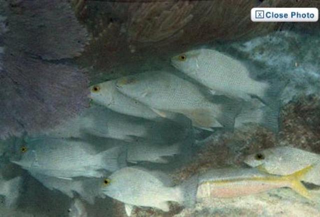 first under water colour photo