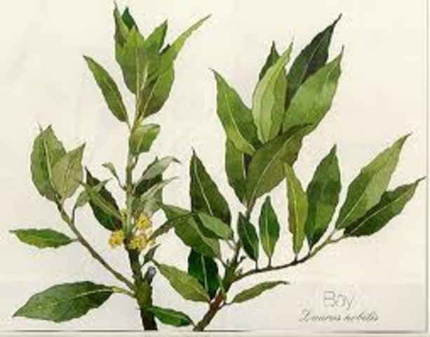 Olive Branch Peittion