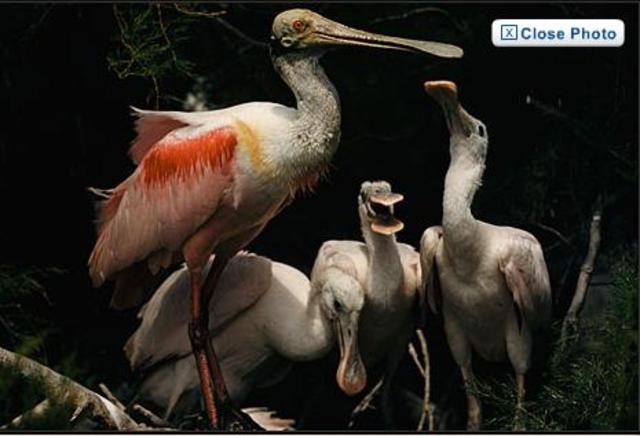 First magazine to print all in colour