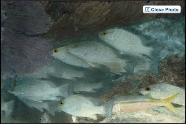 First Colour Under-Water Photo