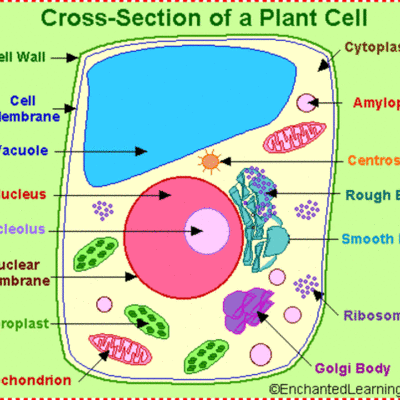Timeline: The Theory of cells
