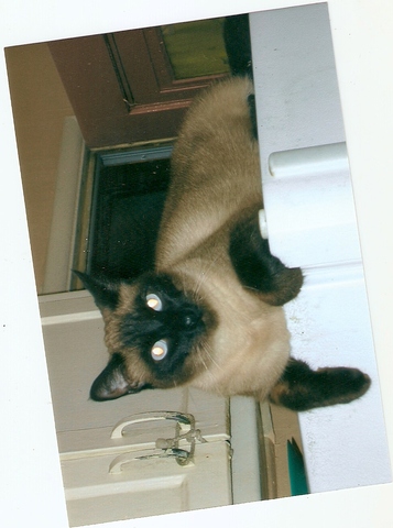 Got my first cat named Mickie