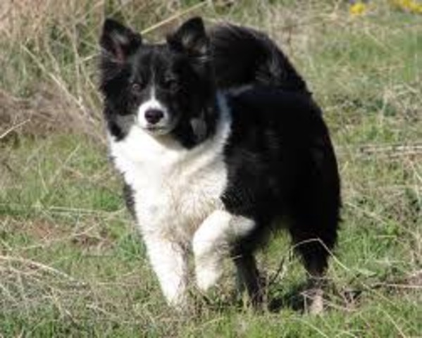 A dog bit my brother, ruining half of his top right lip