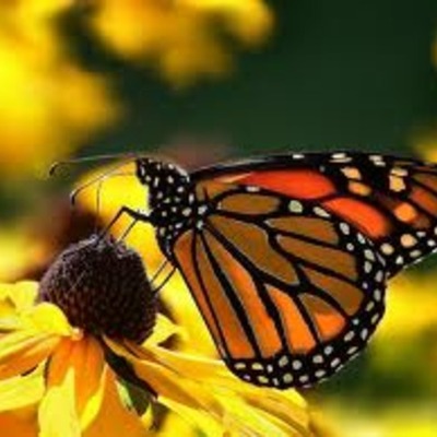 Timeline: The Life Cycle of a Butterfly