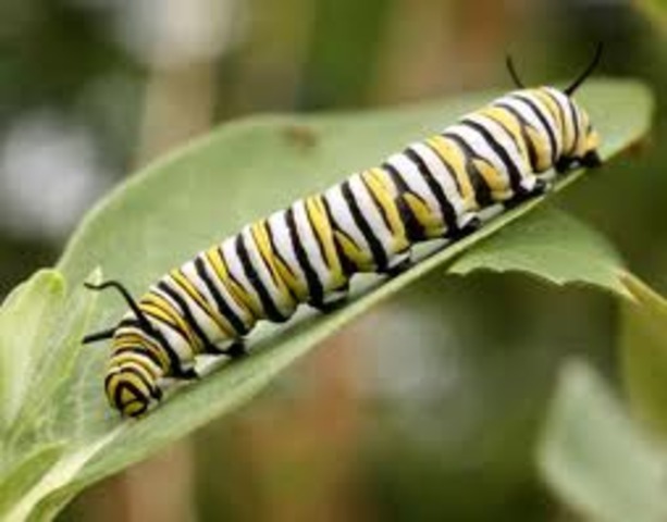 Caterpillar