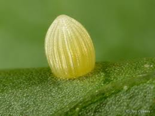 Egg