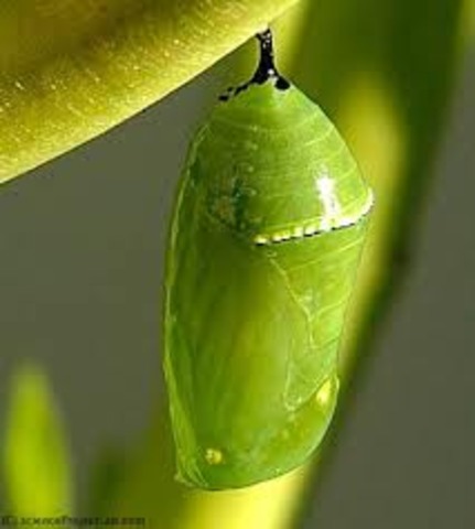Pupa