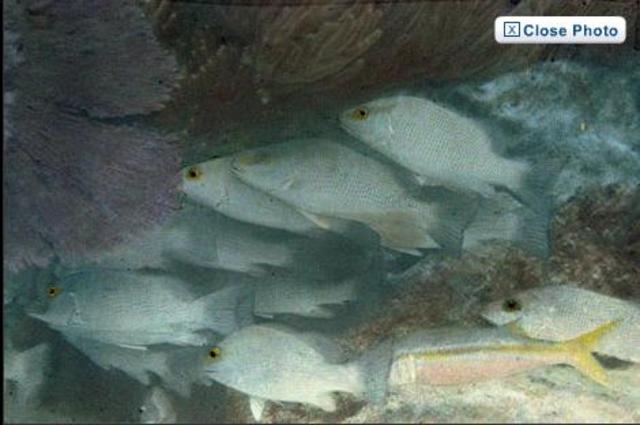 The FIRST under-water colour photo