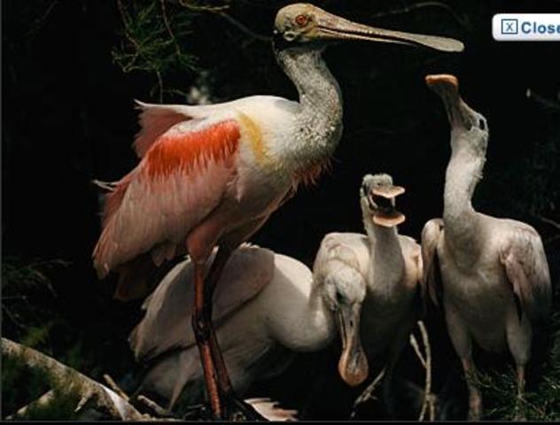 the first magazine to publish everything in colour