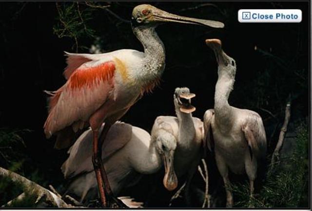 The first magazine to publish everything in colour