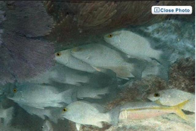 The first colour under water image