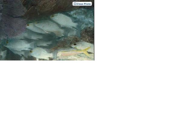 the under water couler