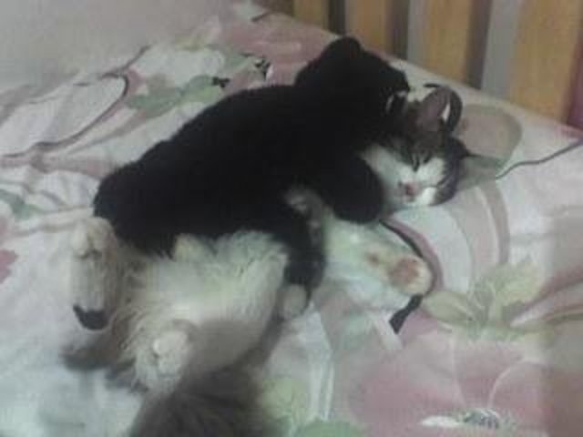 The Fast and the Fur-ious