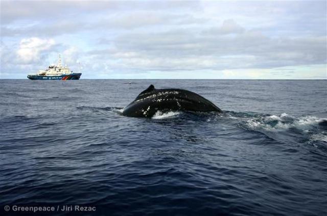 2008年，在南大洋護鯨