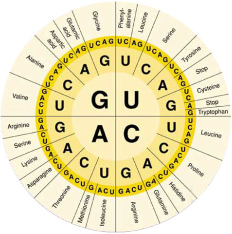 The Genetic Code