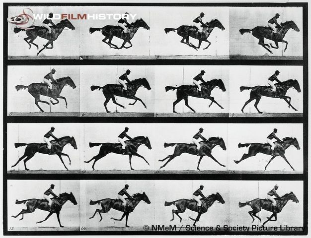 Eadweard Muybridge motion horse