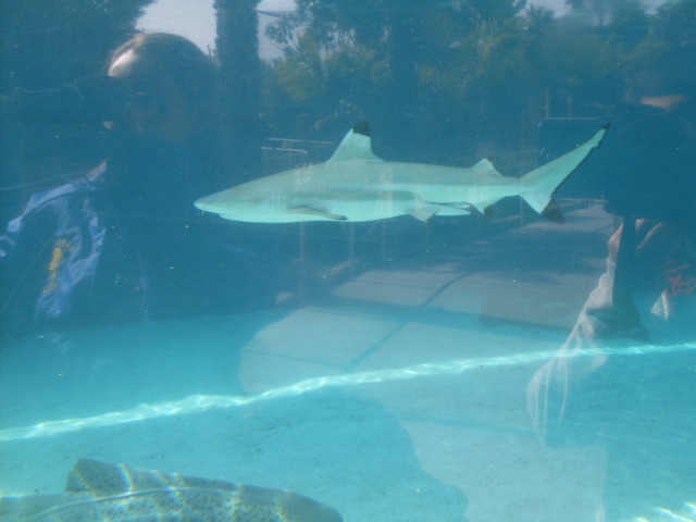 Visited the Aquarium og the Pacific & i got lost.