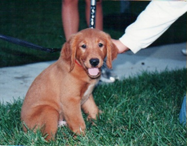 Getting our dog nash