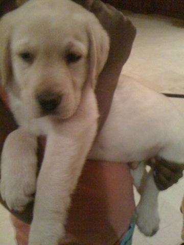 The day I brought home my dog