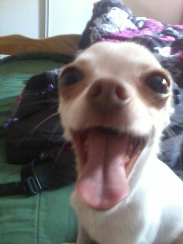 Got my first dog, Daisy.