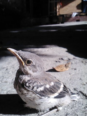Found a baby bird that fell from the tree.