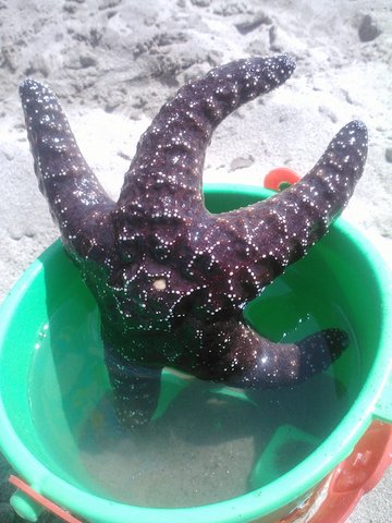 Found a starfish at the beach.