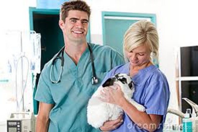 Become a Veterinarian