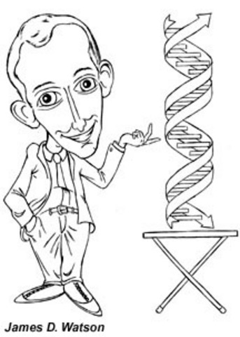 Watson and Crick made a model