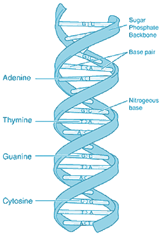 The Double Helix by Watson and Crick