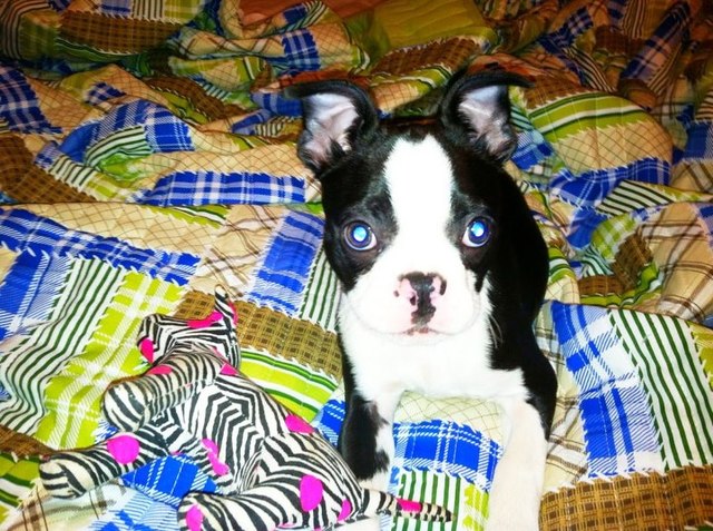 My dog, Daisy, was born - personal