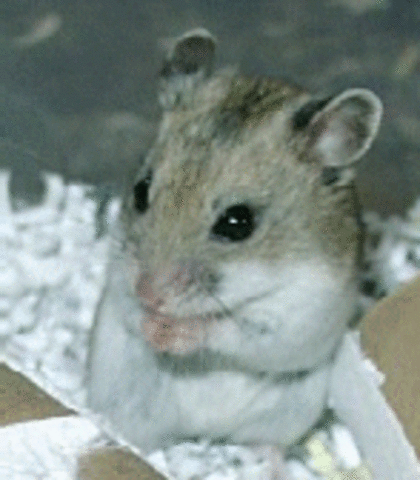 Becky Got her Pet Hamsters