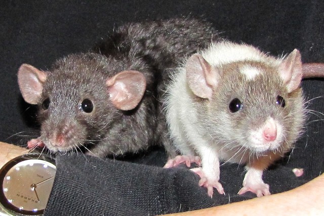 Adopted Violet, Ruby, and Nina