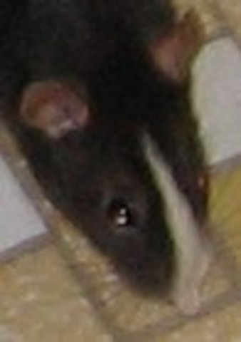 Adopted Pebbles and Velvet