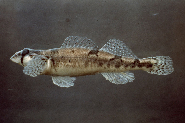 Tennessee Valley Authority v. Hill et al.