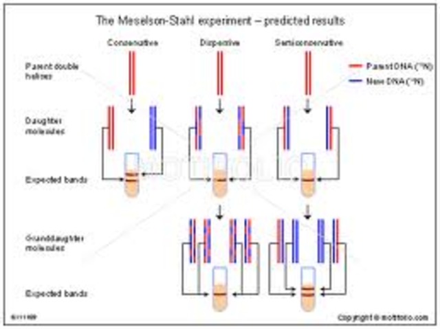 Experiment de Meselson & Stahl