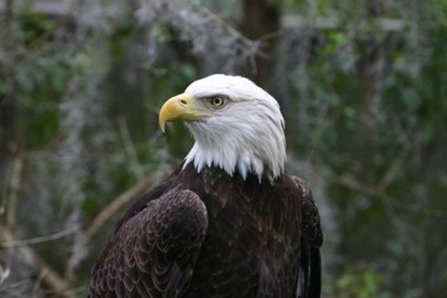 Bald Eagle Preservation Act 1940