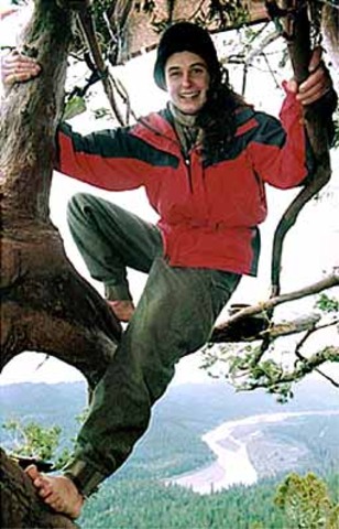 Califorina Coast Redwood Tree