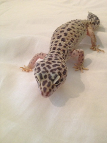 Got my gecko, Fluffy.