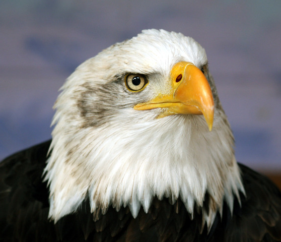 Bald Eagle Preservation Act