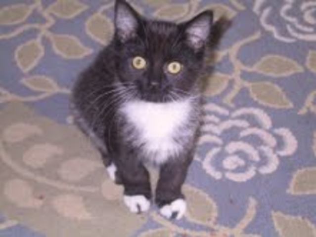 Got Chase, the cat we currently have.