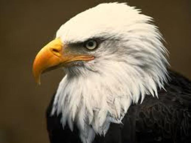 Bald Eagle Leaves the Endangered Species List