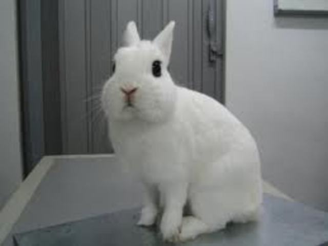 I got my first (non tanked) pet.