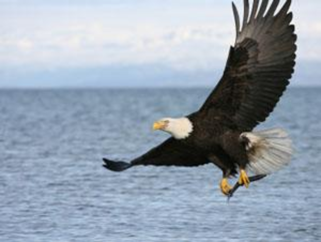 Endangered Species Act