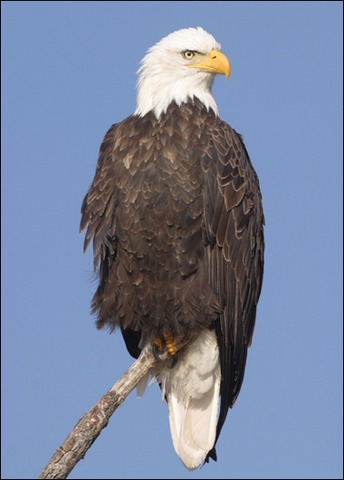 Congress passed the Bald Eagle Preservation Act to prevent the extinction of the national symbol. The Act provides criminal penalties for persons who "take, possess, sell, purchase, barter, offer to sell, purchase or barter, transport, export or import, a